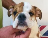 Litter of lovely english bulldogs