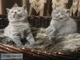 Beautiful scottish folds ready for chris