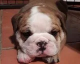*solide english bulldog pup for adoption