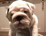 English bulldog puppies need good home