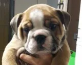 I have a english bulldogs puppies 