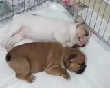 Handsome and beautifull english bulldog 