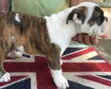 English bulldog pup ready for forever ho