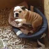 Beautiful english bulldog puppy for adop