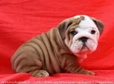 Both male and female english bulldog