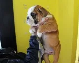 English bulldog puppies,  akc registrati