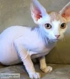 Friendly and beautiful sphynx kittens