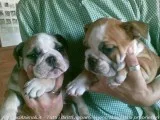  bulldog english ready for rehomi