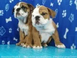 English bulldog puppies available now