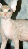 Female sphynx cat needs a good home