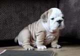 English bulldog puppies -akc