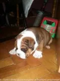 English bulldogs for sale now 50% off, p