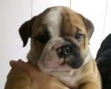 Beautiful english bulldog blue puppies f