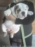 English bulldog bulldog puppies