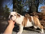 English bulldog puppies ~ blues and blac