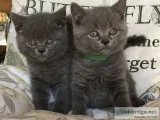 Litter of british shorthair blues cats
