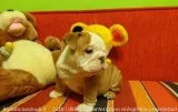 5 english bulldog puppies