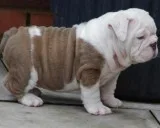 English bulldog puppies for sale 