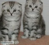 Smart best scottish fold kittens 