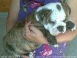 Registered,  bulldog english pups 
