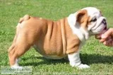 Sturning english bulldog puppies ready n
