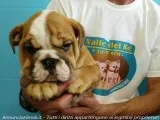 Our male english bulldog need new home