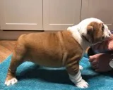 English bulldog puppies ready for rehomi