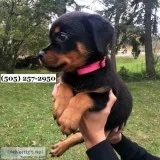 Full bloodline rottweiler 