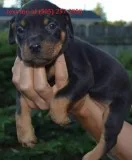 Akc registered rottweiler