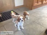 Cavalier king charles puppies