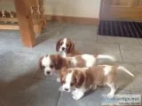 Cavalier king charles puppies ready now 