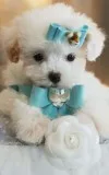Mixed toy poodle