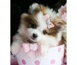Mixed pomeranian