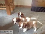 Intensive cavalier king charles puppies 