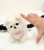 Charming male and female maltese pups