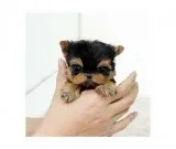 Mixed yorkshire terrier