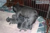 Adorable cute french bulldog puppies