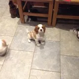 Superb health clear cavalier puppies