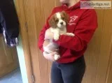 Loving cavalier king charles puppies