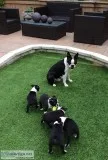 Boston terrier puppies for sale