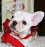 Christmas french bullies