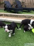 Cute playful boston terrier