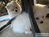 Home raised white pomeranian puppies