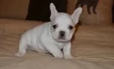 French bulldogs for x-mas ready