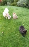 Pomeranian puppies available