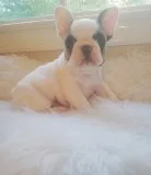 Amazing lovely french bulldog puppies