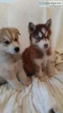  sweet siberian husky puppies available