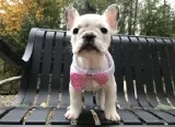 Adorable french bulldogs for christmas