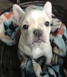  adorable male/females french bulldogs