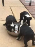  lovely playful boston terrier